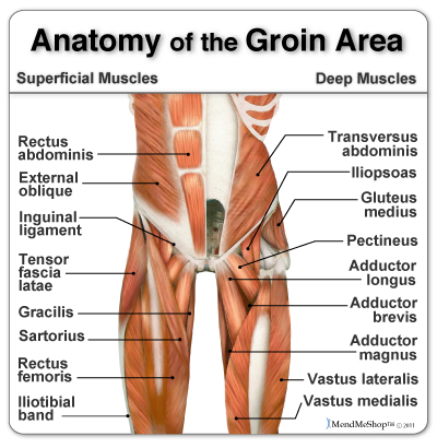 Groin anatomy and the Hip Adductor muscles
