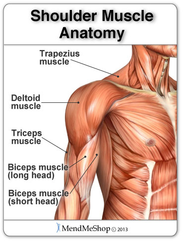 Trapezius muscle pain, strained deltoid muscle, pulled bicep muscle.