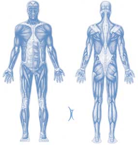 human body trigger points